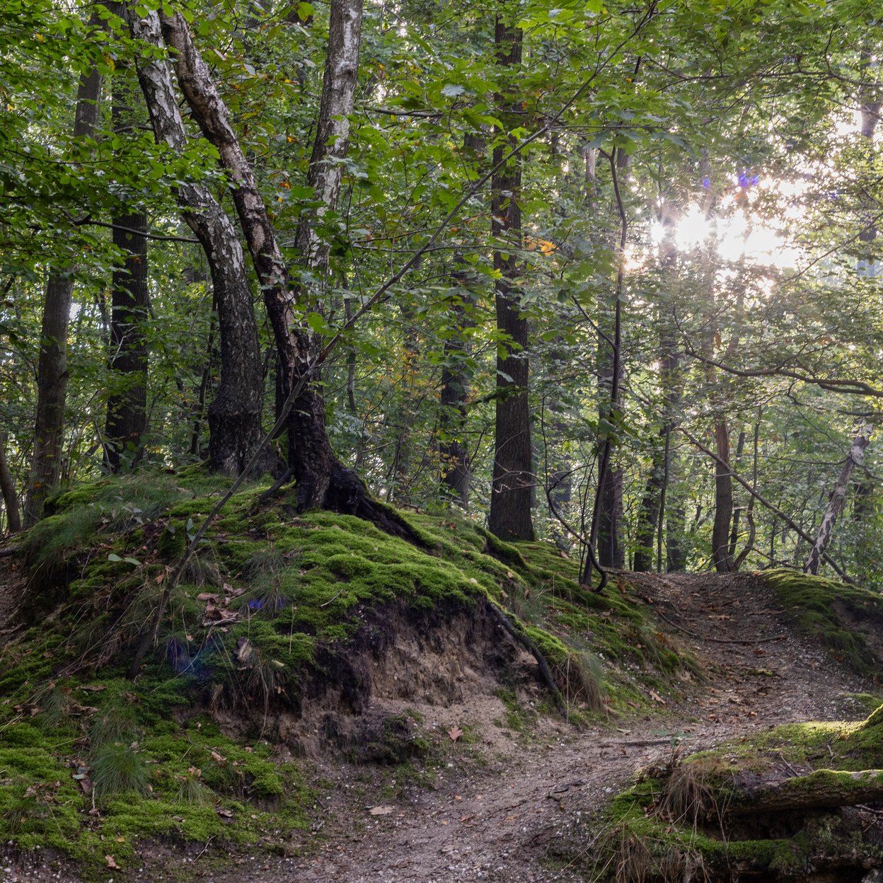 Natur