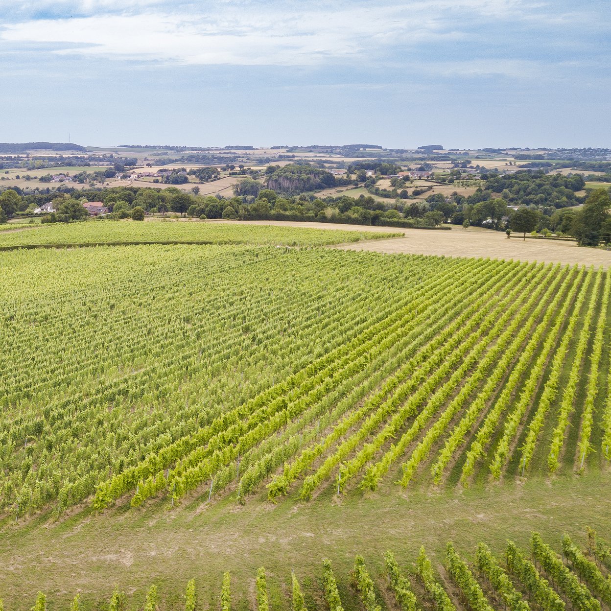 Weinberge des St. Martinus in Süd-Limburg