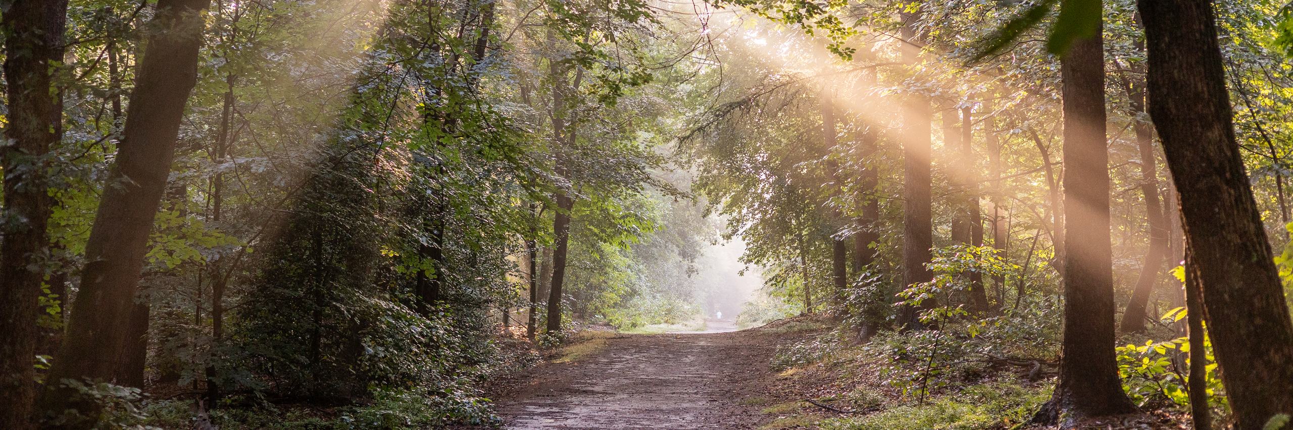 Speuldersbos het bos met zon