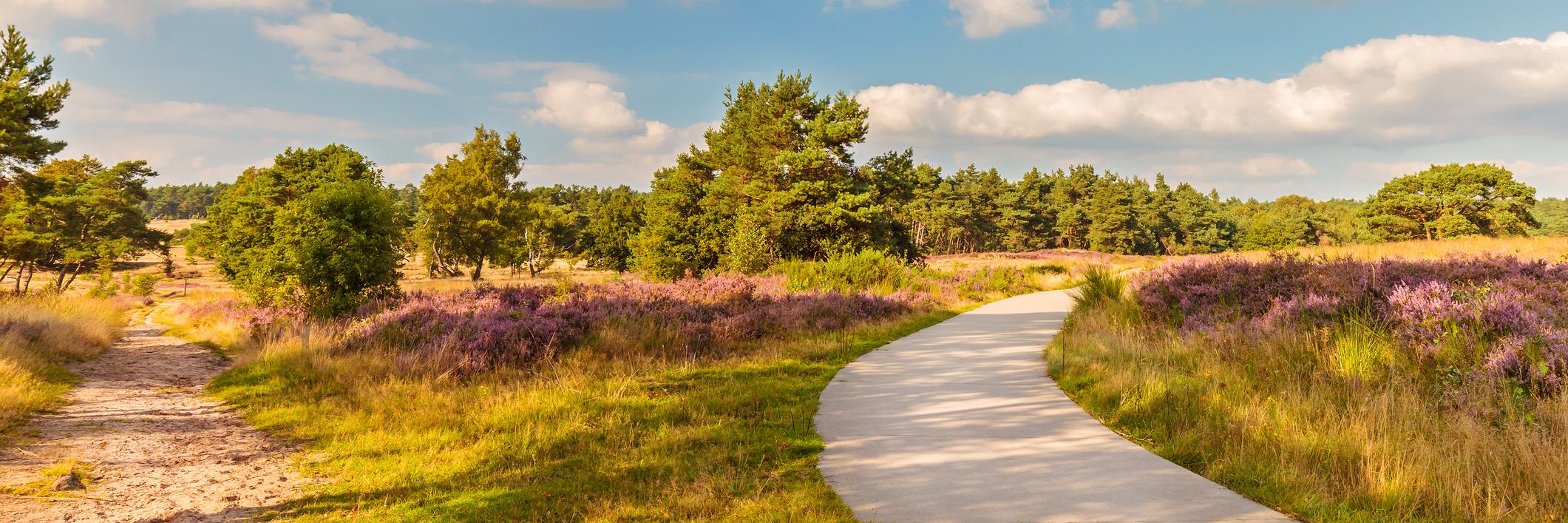 Natuur op de Veluwe